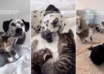 Big Dog Mothers ‘Babies’ Who Aren’t Even Her Own & Gives Human Hope for Something Beautiful