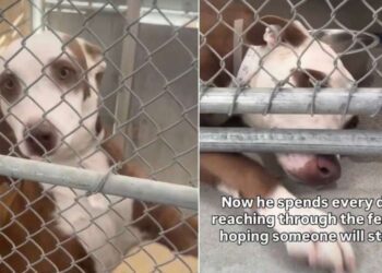 Shelter Dog’s Tiny Paw Reaches Out of Kennel, Hoping Someone Will Hold It