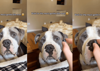 Human Realizes She Never Has To Worry About Dog Because He Knows Exactly How Gentle To Be