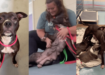 Mama Shelter Dog Accepts Human’s Help, Knowing Her Babies Are Safe Enough for Her To Rest
