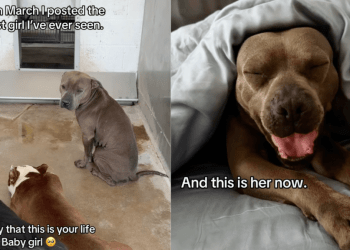 Shelter Dog Stayed in a Kennel for Days, Waiting for Help Until the Unthinkable Happened