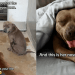 Shelter Dog Stayed in a Kennel for Days, Waiting for Help Until the Unthinkable Happened