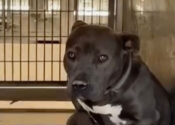 Dog Returned To Shelter for His ‘Bad Color’ Sits Heartbroken Waiting for a Second Chance