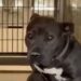 Dog Returned To Shelter for His ‘Bad Color’ Sits Heartbroken Waiting for a Second Chance