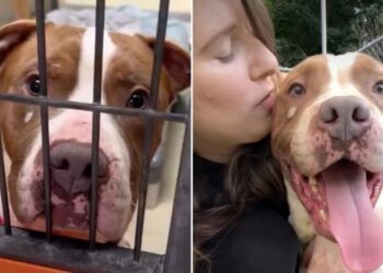 Shelter Dog Has No Adoption Interests Despite Becoming Hugely Famous