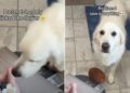 Golden Retriever Approaches Baby With a Hidden Motive, but Mom Catches Him in the Act
