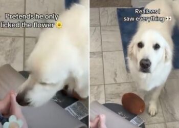 Golden Retriever Approaches Baby With a Hidden Motive, but Mom Catches Him in the Act