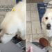 Golden Retriever Approaches Baby With a Hidden Motive, but Mom Catches Him in the Act