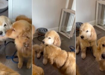 Golden Retriever Comes Home After Surgery, Unaware of the Sweetest Greeting Awaiting Him