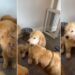 Golden Retriever Comes Home After Surgery, Unaware of the Sweetest Greeting Awaiting Him