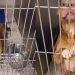 Shelter Dog Thinks She Has a Family To Call Her Own Only To Be Returned, Then This Happens