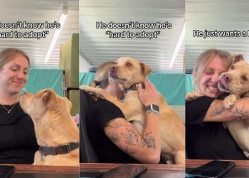 Human Hugs Rescue Dog, Showing He May Not Be Perfect, but He’s Still ‘Not Hard To Adopt’