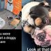 2-Year-Old Dog Abandoned at Day Care Needs Urgent Foster Care