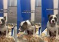 Shelter Dog Dedicated Herself to Care for Her Puppies, but Waits for Her Chance