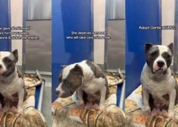 Shelter Dog Dedicated Herself to Care for Her Puppies, but Waits for Her Chance