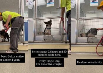 Shelter Dog Gets a Mere 10-Minute Respite From His Tiny Kennel Every Single Day