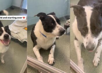 Dog Found as Stray Returns to the Same Shelter He Was Adopted From Years Ago