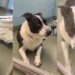 Dog Found as Stray Returns to the Same Shelter He Was Adopted From Years Ago