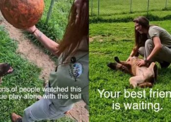 Rescue Dog Used To Play Alone Until Human Changed Everything, but His Journey Isn’t Over Yet