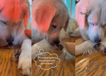 Golden Retriever Gets Excited To See His Little ‘Babies’ & Then Does Something Unthinkable