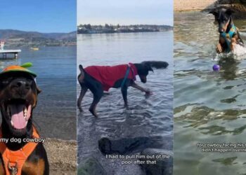 Dog Proves Sometimes All We Need to Face Our Fears Is a Little Time
