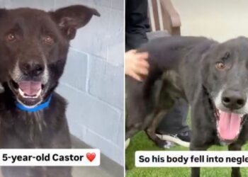 Service Dog Ends up at Shelter Waiting for a Home After Life Takes an Unexpected Turn