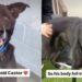 Service Dog Ends up at Shelter Waiting for a Home After Life Takes an Unexpected Turn