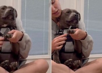 Human Adopts ‘Aggressive’ Shelter Dog on the Clock, Now He Sits in Her Lap Like a Baby
