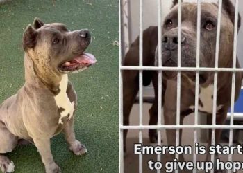 Shelter Dog Is Giving Up on Finding a Home & Only a Miracle Can Save Him