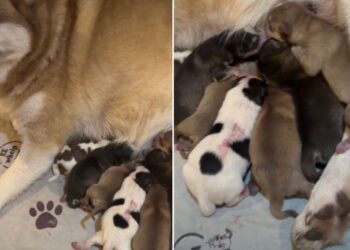Mama Dog’s Newborn Babies & Their Tiny Squeaks Suddenly Become Her Entire World