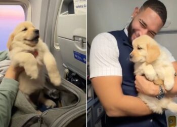 Golden Retriever Puppy Turns Into a Total Social Butterfly Mid-Flight