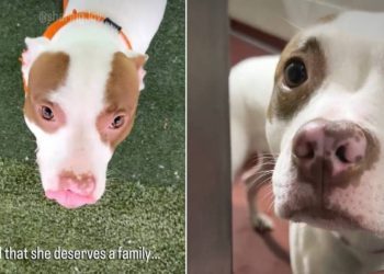 New Shelter Dog Found Shaking in Her Kennel Gets the Best News She Could Hope For