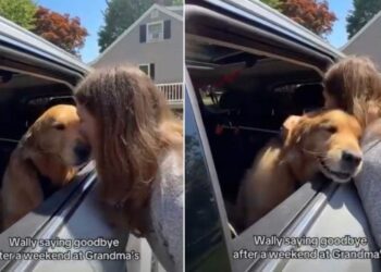 Golden Retriever Turns Into a Baby While Bidding Farewell to Grandma