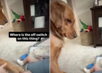 Golden Retriever Can’t Quite Figure Out the New Baby but Decides to Give It a Try