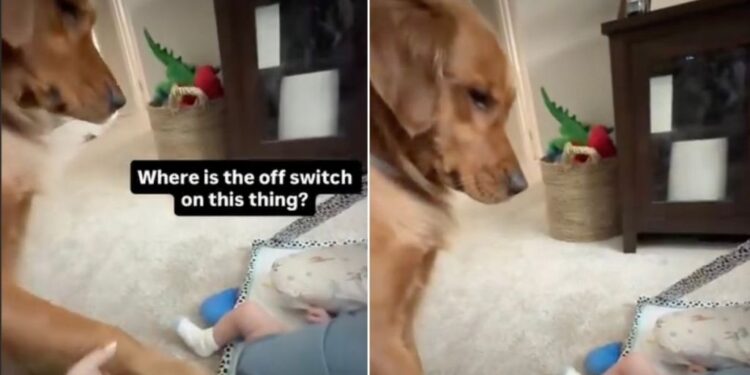 Golden Retriever Can’t Quite Figure Out the New Baby but Decides to Give It a Try