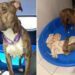Mama Foster Dog, Worried About Her Babies, Rushes To Check on Them as Soon as They’re Home