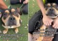 Shelter Dog ‘Mistaken as Scary’ Doesn’t Know Why Humans Leave When She Wants Them To Stay