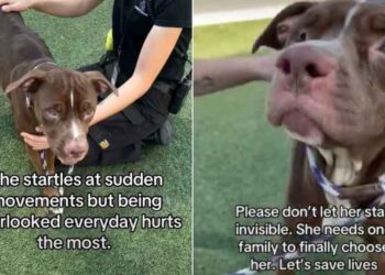 Shelter Dog Waits in Her Kennel, ‘Invisible’ to People Who Walk Past Her