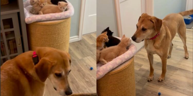 Dog Longingly Looks for His ‘Babies’ Everywhere, Then Completely Freezes When He Finds Them