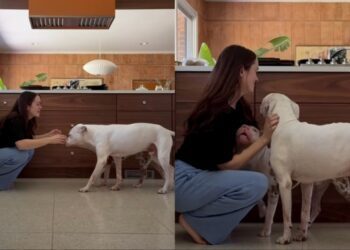 Soul Dog With Terminal Cancer Trains New Puppy To Love Mom