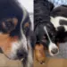 Foster Dog Was Restless After Treatment Until Another Dog Knew Exactly How To Comfort Him