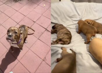 Mama Rescue Dog Leaves Behind Her Babies To Spend Time With Human & Lets Her Guard Down