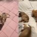 Mama Rescue Dog Leaves Behind Her Babies To Spend Time With Human & Lets Her Guard Down
