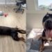Rescue Dog Once a Stray Chooses the Floor Over the Bed & Makes Human Realize the Sad Truth