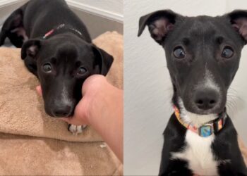 Human Meets ‘Nervous’ Rescue Puppy Nobody Came For, Shows Exact Moment He Knew He Was Safe