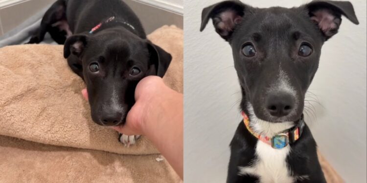 Human Meets ‘Nervous’ Rescue Puppy Nobody Came For, Shows Exact Moment He Knew He Was Safe
