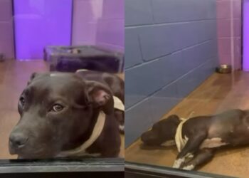 Shelter Dog Leans on the Wall Like a ‘Baby’ & Human Knows Her Life Shouldn’t Look Like This