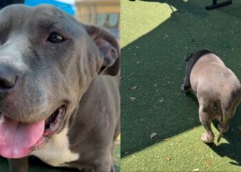 Shelter Dog Finally Feels the Sun Outside Her Kennel, Then Freezes When It’s Time To Go Back