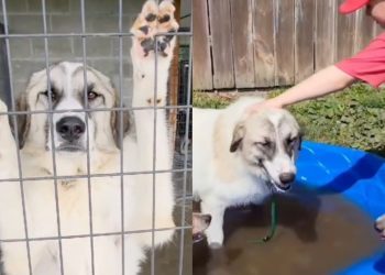Shelter Dog Escaped From a ‘Neglect Situation’ Only To See More Struggles
