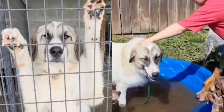 Shelter Dog Escaped From a ‘Neglect Situation’ Only To See More Struggles